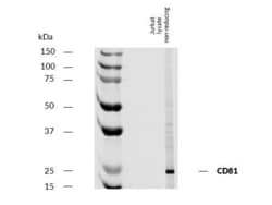 Invitrogen CD81 Monoclonal Antibody (M38) 100 &mu;g | Buy Online | Invitrogen&trade; | Fisher Scientific