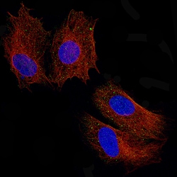 Invitrogen Periostin Monoclonal Antibody (CL12087) 100 &mu;L; Unconjugated:Antibodies,