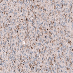 Invitrogen Periostin Monoclonal Antibody (CL12087) 100 &mu;L; Unconjugated:Antibodies,