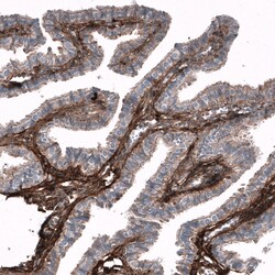 Invitrogen Periostin Monoclonal Antibody (CL12087) 100 &mu;L; Unconjugated:Antibodies,
