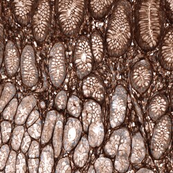 Invitrogen Periostin Monoclonal Antibody (CL12087) 100 &mu;L; Unconjugated:Antibodies,