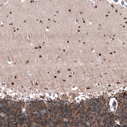 Invitrogen ID1 Monoclonal Antibody (CL11995) 100 &mu;L; Unconjugated:Antibodies,