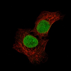 Invitrogen SALL4 Monoclonal Antibody (CL12180) 100 &mu;L; Unconjugated:Antibodies,