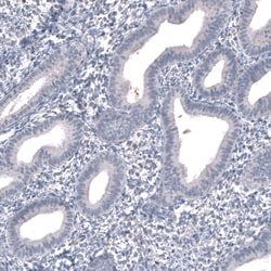 Invitrogen SALL4 Monoclonal Antibody (CL12180) 100 &mu;L; Unconjugated:Antibodies,