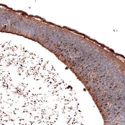 Invitrogen SALL4 Monoclonal Antibody (CL12180) 100 &mu;L; Unconjugated:Antibodies,