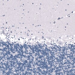 Invitrogen SALL4 Monoclonal Antibody (CL12183) 100 &mu;L; Unconjugated:Antibodies,