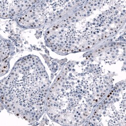 Invitrogen SALL4 Monoclonal Antibody (CL12183) 100 &mu;L; Unconjugated:Antibodies,