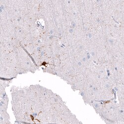 Invitrogen ALDH1A3 Monoclonal Antibody (CL11968) 100 &mu;L; Unconjugated:Antibodies,