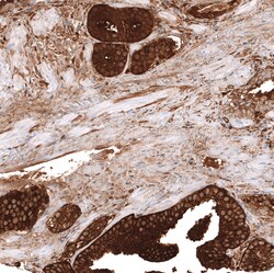 Invitrogen ALDH1A3 Monoclonal Antibody (CL11968) 100 &mu;L; Unconjugated:Antibodies,