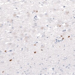 Invitrogen OTP Monoclonal Antibody (CL11225) 100 &mu;L; Unconjugated:Antibodies,