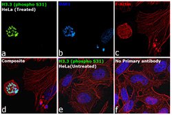 Invitrogen Phospho-Histone H3.3 (Ser31) Recombinant Rabbit Monoclonal Antibody