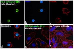 Invitrogen Phospho-Histone H3.3 (Ser31) Recombinant Rabbit Monoclonal Antibody