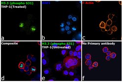 Invitrogen Phospho-Histone H3.3 (Ser31) Recombinant Rabbit Monoclonal Antibody