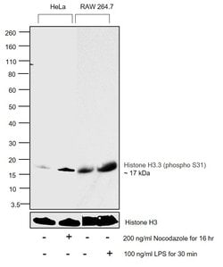 Invitrogen Phospho-Histone H3.3 (Ser31) Recombinant Rabbit Monoclonal Antibody
