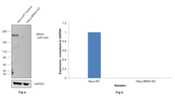 Invitrogen BRD4 Recombinant Rabbit Monoclonal Antibody (BL-149-2H5):Antibodies:Primary