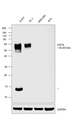 Invitrogen VISTA Recombinant Rabbit Monoclonal Antibody (BLR035F) 100 &mu;L;