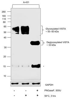 Invitrogen VISTA Recombinant Rabbit Monoclonal Antibody (BLR035F) 100 &mu;L;