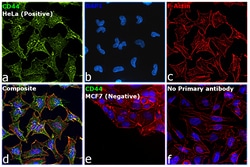 Invitrogen CD44 Recombinant Rabbit Monoclonal Antibody (BLR038F):Antibodies:Primary