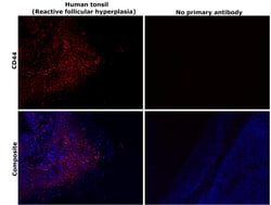 Invitrogen CD44 Recombinant Rabbit Monoclonal Antibody (BLR038F):Antibodies:Primary