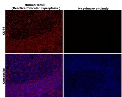 Invitrogen CD44 Recombinant Rabbit Monoclonal Antibody (BLR038F):Antibodies:Primary
