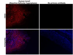 Invitrogen CD44 Recombinant Rabbit Monoclonal Antibody (BLR038F):Antibodies:Primary