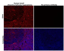 Invitrogen CD44 Recombinant Rabbit Monoclonal Antibody (BLR038F):Antibodies:Primary