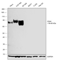 Invitrogen CD44 Recombinant Rabbit Monoclonal Antibody (BLR038F):Antibodies:Primary