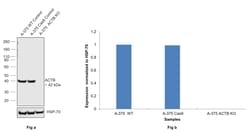 Invitrogen beta Actin Recombinant Rabbit Monoclonal Antibody (BLR057F):Antibodies:Primary