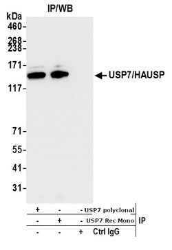 Invitrogen USP7 Recombinant Rabbit Monoclonal Antibody (BLR072G) 100 &mu;L | Buy Online | Invitrogen&trade; | Fisher Scientific