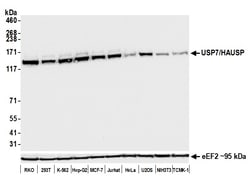 Invitrogen USP7 Recombinant Rabbit Monoclonal Antibody (BLR072G) 100 &mu;L | Buy Online | Invitrogen&trade; | Fisher Scientific