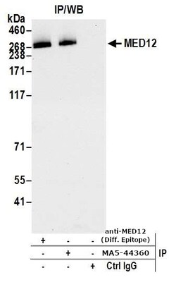 MED12 Recombinant Rabbit Monoclonal Antibody (BLR084G), Invitrogen 10 &mu;L;