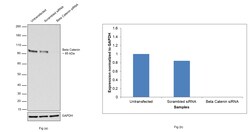 Invitrogen beta Catenin Recombinant Rabbit Monoclonal Antibody (BLR086G)