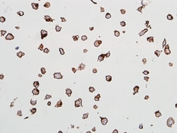 Invitrogen CD144 (VE-cadherin) Recombinant Rabbit Monoclonal Antibody (BLR091G):Antibodies:Primary