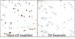 Invitrogen Phospho-MCM2 (Ser53) Recombinant Rabbit Monoclonal Antibody