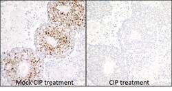 Invitrogen Phospho-MCM2 (Ser53) Recombinant Rabbit Monoclonal Antibody