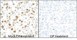 Invitrogen Phospho-MCM2 (Ser53) Recombinant Rabbit Monoclonal Antibody