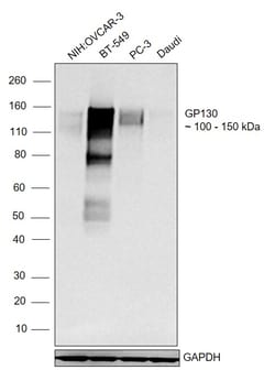 Invitrogen CD130 (GP130) Recombinant Rabbit Monoclonal Antibody (BLR114H)