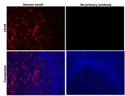 Invitrogen CD38 Recombinant Rabbit Monoclonal Antibody (BLR123H) 100 &mu;L;