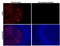 Invitrogen CD38 Recombinant Rabbit Monoclonal Antibody (BLR123H) 100 &mu;L;