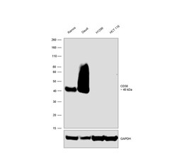 Invitrogen CD38 Recombinant Rabbit Monoclonal Antibody (BLR123H) 100 &mu;L;