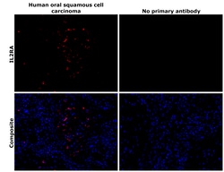 Invitrogen CD25 Recombinant Rabbit Monoclonal Antibody (BLR158J) 100 &mu;L;