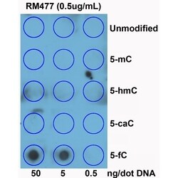 Invitrogen 5-Formylcytosine (5-fC) Recombinant Rabbit Monoclonal Antibody