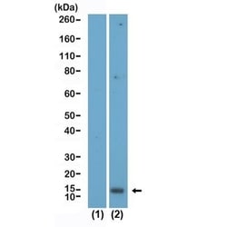 Invitrogen Acetyl-Histone H2A.X (Lys5) Recombinant Rabbit Monoclonal Antibody