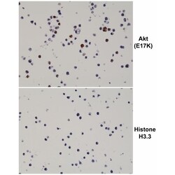 Invitrogen AKT1 (E17K Mutant) Recombinant Rabbit Monoclonal Antibody (RM336),