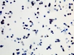 Invitrogen B-Raf (V600E) Recombinant Rabbit Monoclonal Antibody (RM8),