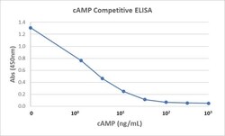 Invitrogen cAMP Recombinant Rabbit Monoclonal Antibody (RM466) 50 &mu;g;