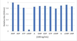 Invitrogen cAMP Recombinant Rabbit Monoclonal Antibody (RM466) 50 &mu;g;