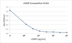 Invitrogen cGMP Recombinant Rabbit Monoclonal Antibody (RM467) 50 &mu;g;