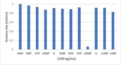 Invitrogen cGMP Recombinant Rabbit Monoclonal Antibody (RM467) 50 &mu;g;