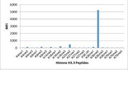 Invitrogen H3K36me2 Recombinant Rabbit Monoclonal Antibody (RM141) 100